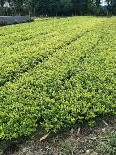 夷陵区幼儿园绿化工程项目